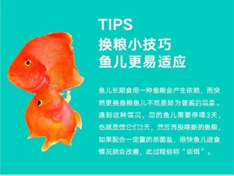 观赏鱼食