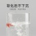 观赏鱼食