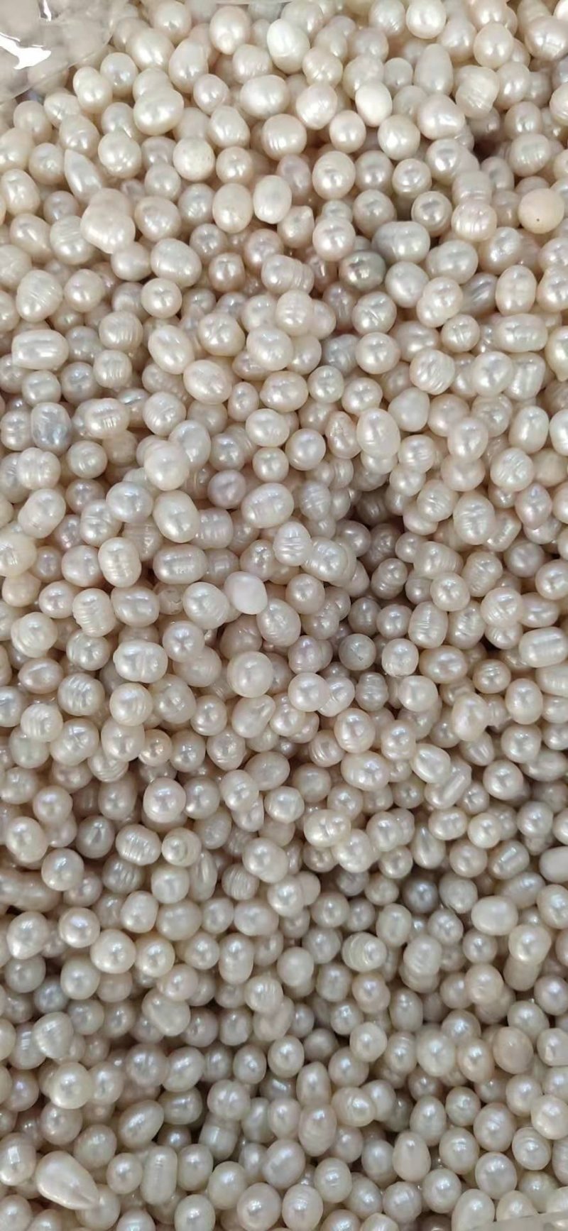 药用珍珠打粉珍珠美容珍珠珍珠粉大量现货供应批发大