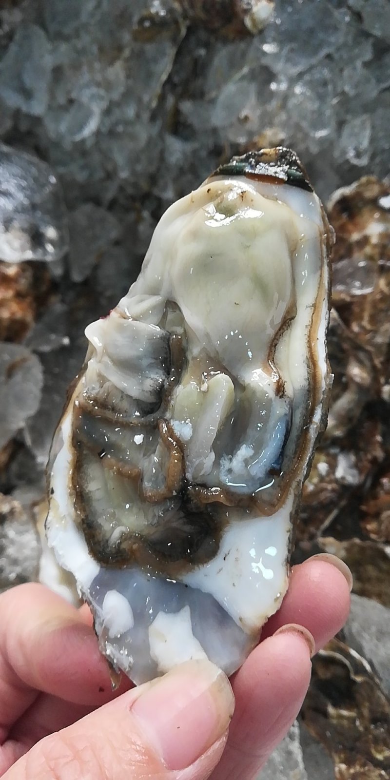 大连生蚝庄河海蛎子