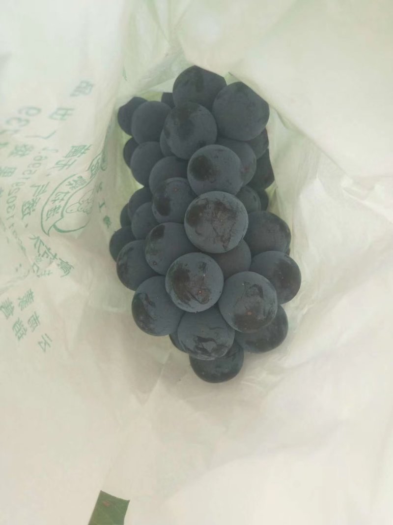 二季黑提葡萄以大量上市啦！品质质量很好