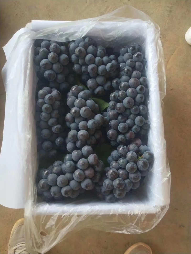二季黑提葡萄以大量上市啦！品质质量很好