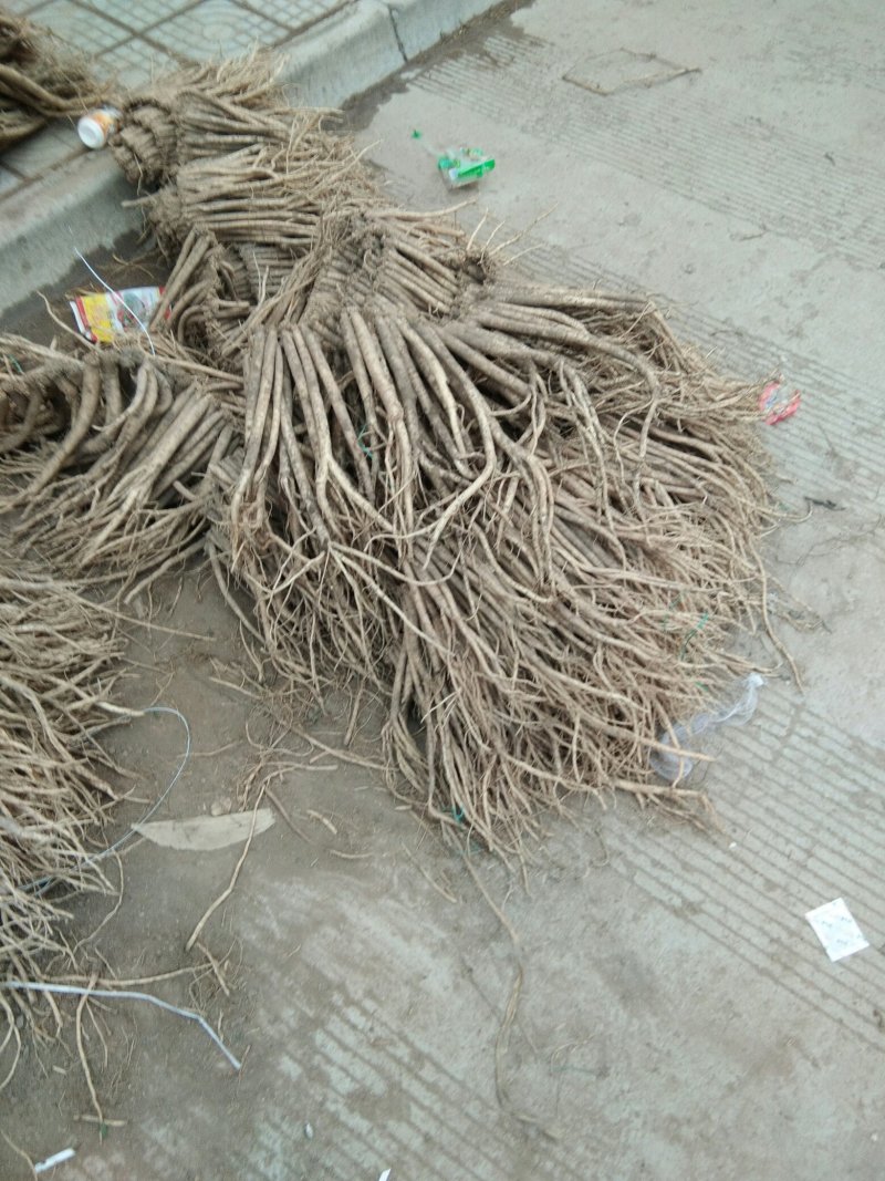 甘肃原产地白条党参需要现採挖鲜货无任何添加剂