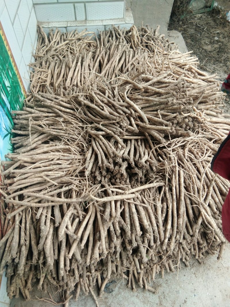 甘肃原产地白条党参需要现採挖鲜货无任何添加剂