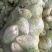 芥菜头大量上市了对接商超批发一手货源诚信经营