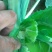 白面青梗有机菜花青梗小米粒，今年量大，欢迎各位老板关注。