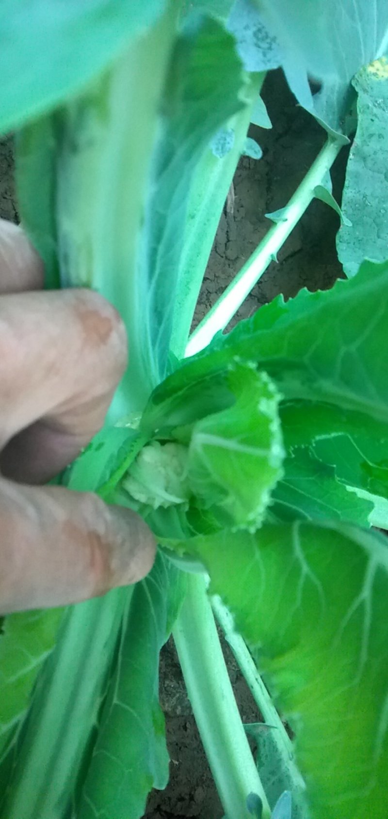 白面青梗有机菜花青梗小米粒，今年量大，欢迎各位老板关注。