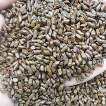 批大决明子花茶，量发从优，2021新货