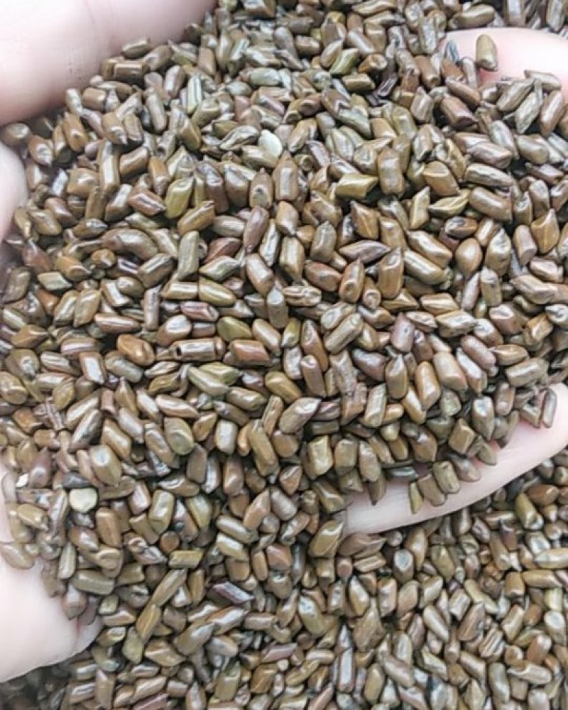 批大决明子花茶，量发从优，2021新货