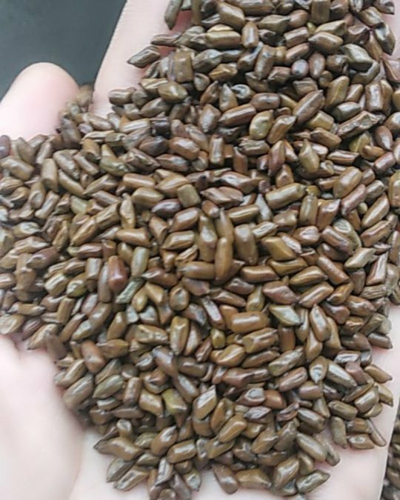 批大决明子花茶，量发从优，2021新货