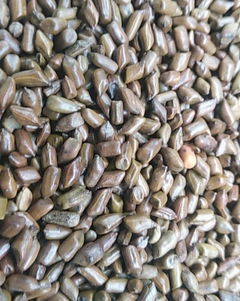 批大决明子花茶，量发从优，2021新货