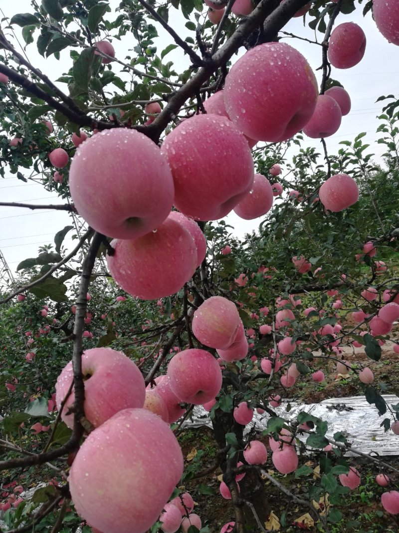 红富士苹果