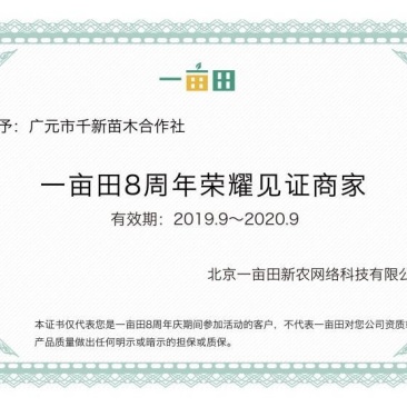 直销广元市昭化山桐苗（毛叶山桐）易栽种，成活率高，生长快