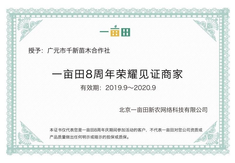 直销广元市昭化山桐苗（毛叶山桐）易栽种，成活率高，生长快
