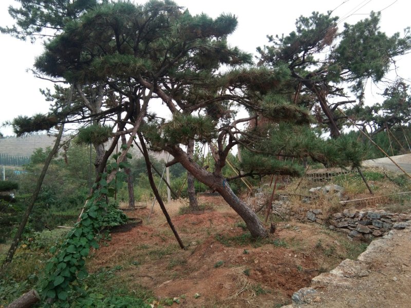 造型松树