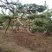 造型松树
