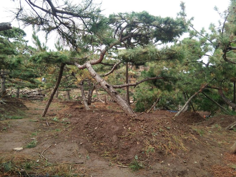 造型松树