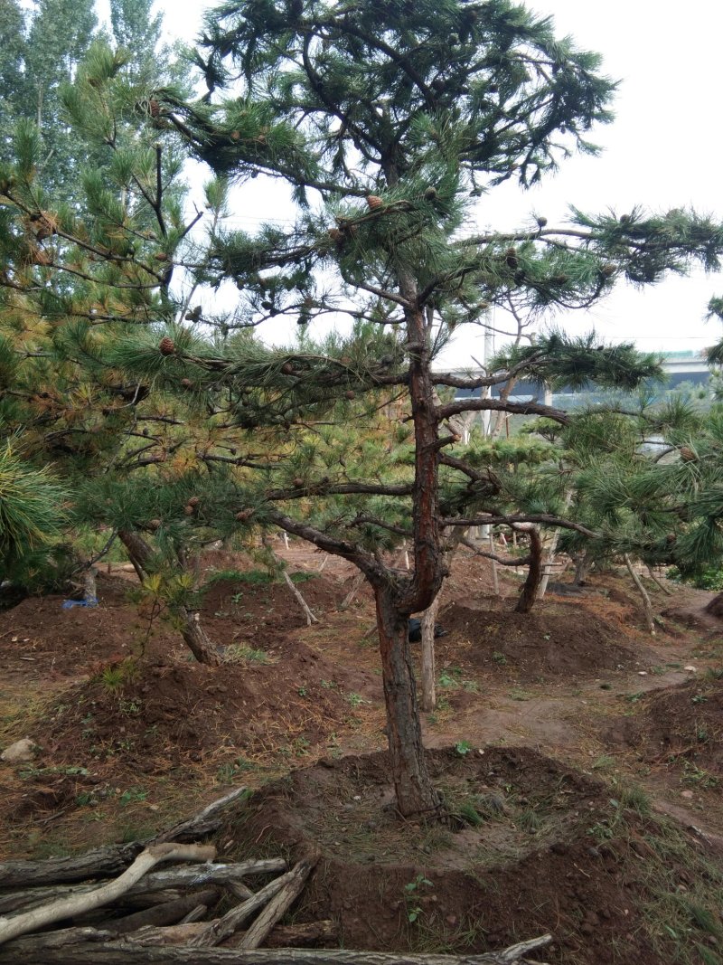 造型松树