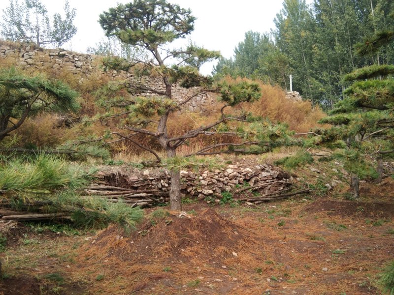 造型松树