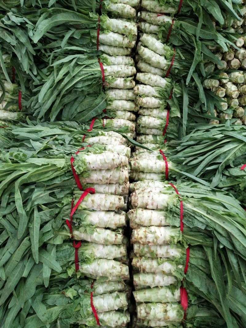 优质莴笋青尖叶无裂缝无台