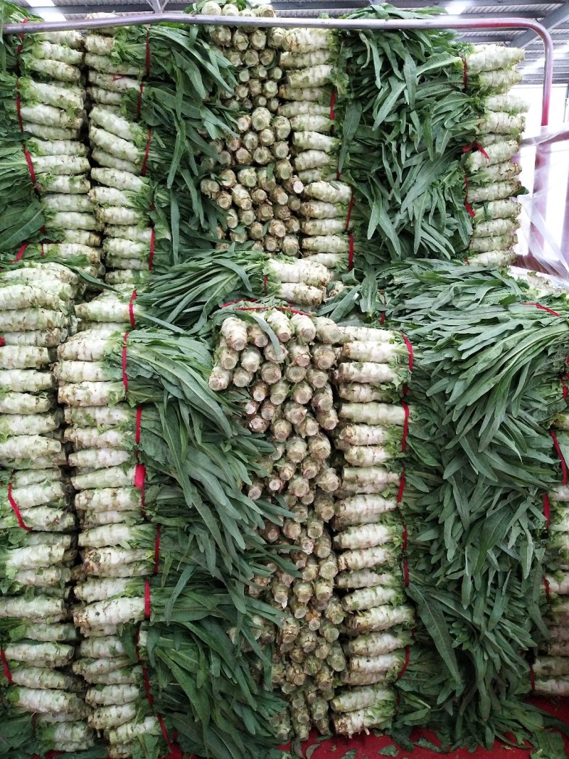 优质莴笋青尖叶无裂缝无台