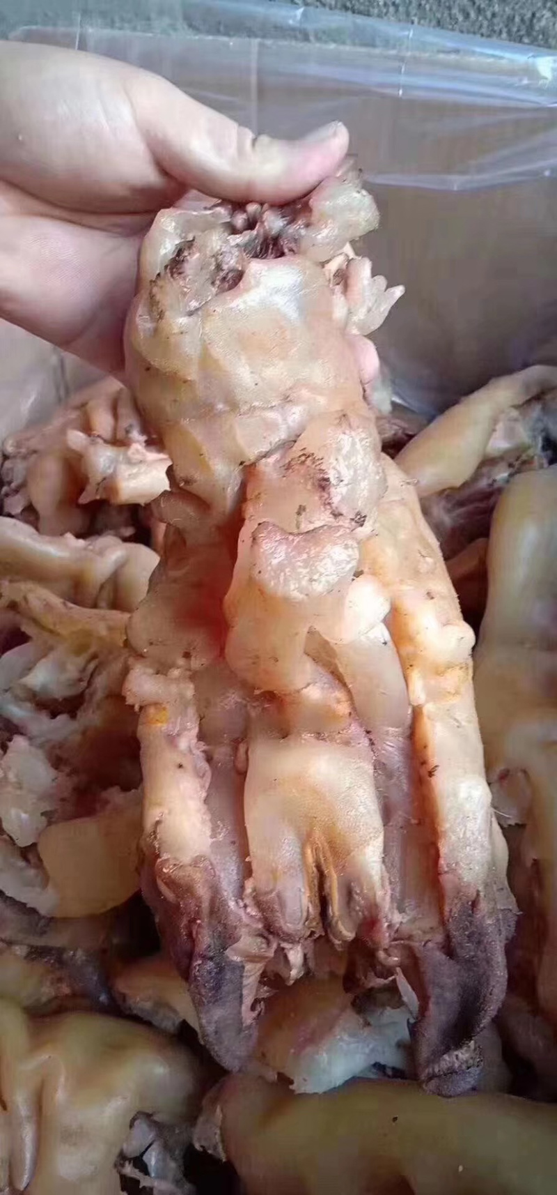 熟牛蹄筋