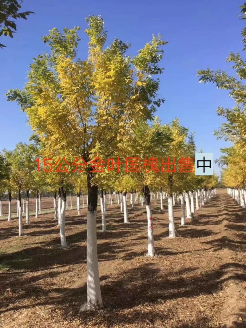 绿化苗木金叶槐
