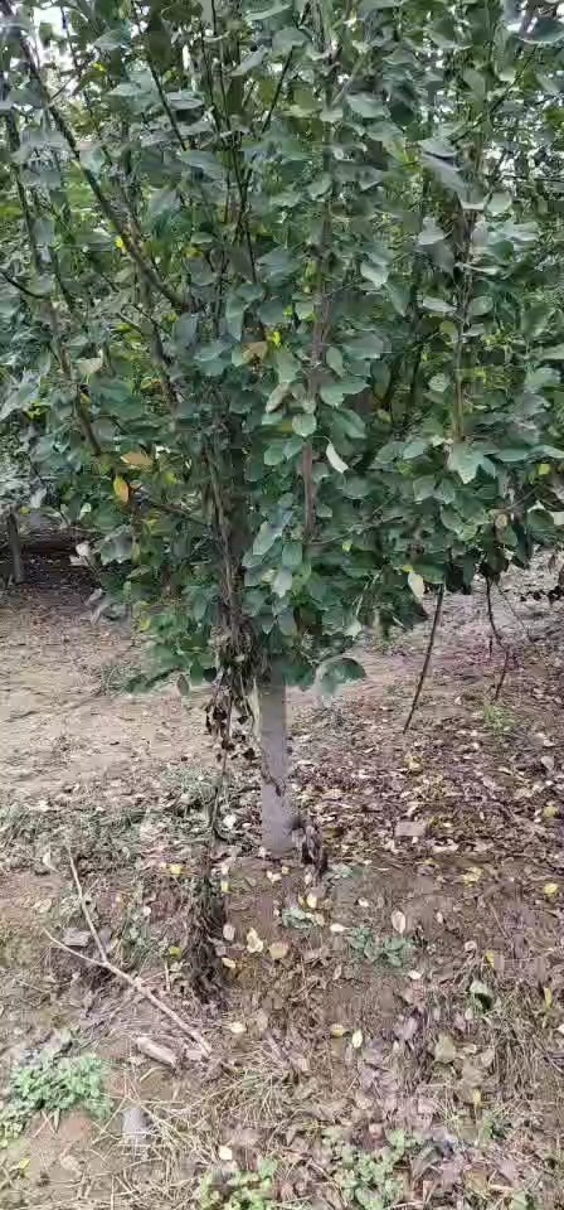 西府，北美海棠