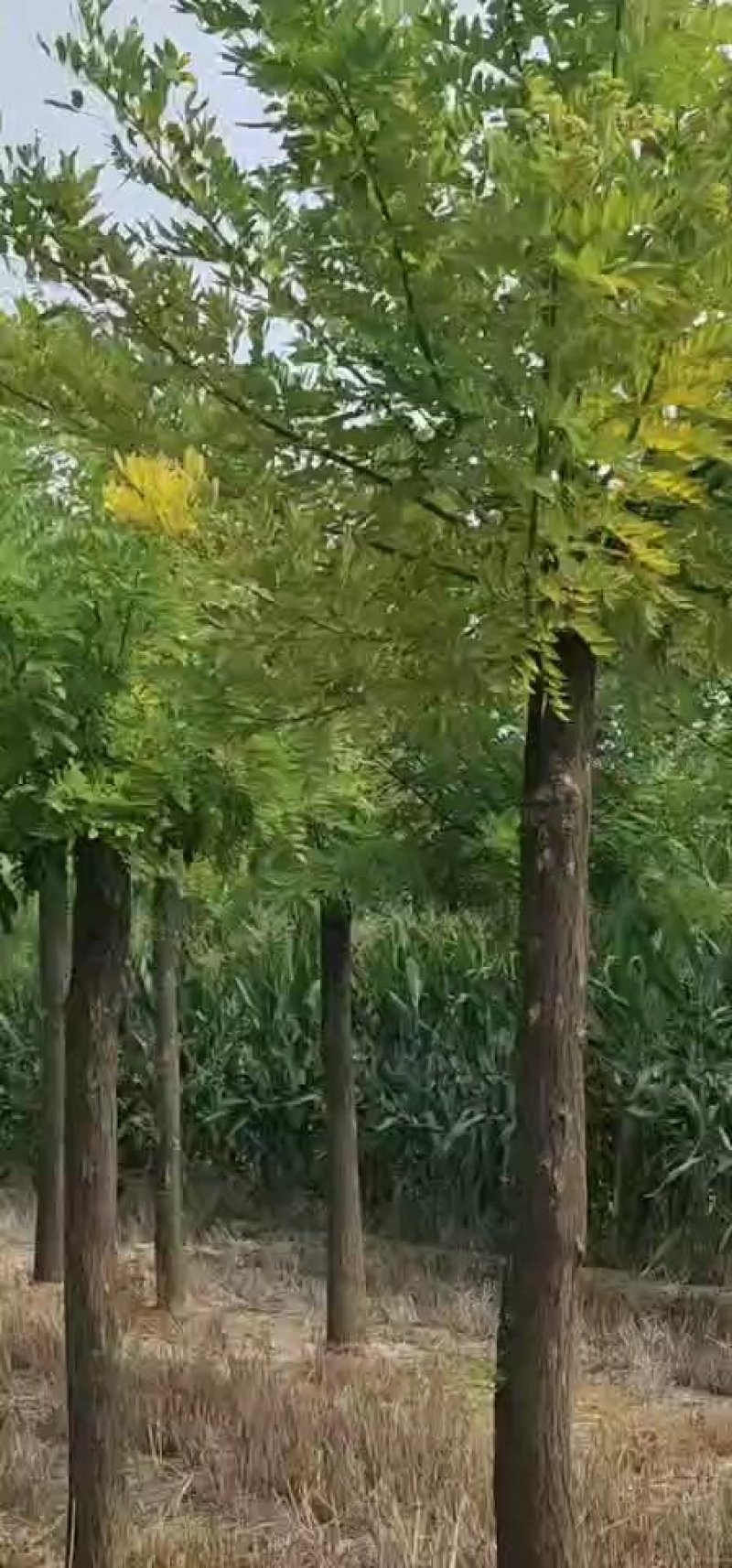 绿化苗木金枝槐
