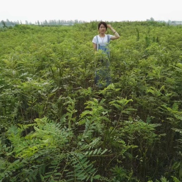 紫穗槐供应紫穗槐基地护坡用苗工程用苗优质紫穗槐