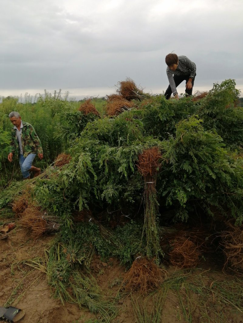 紫穗槐供应紫穗槐基地护坡用苗工程用苗优质紫穗槐