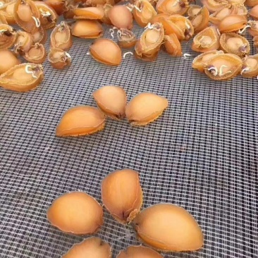 605头鲍鱼干
