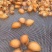 605头鲍鱼干