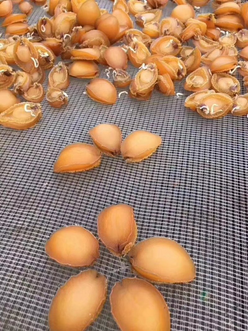 605头鲍鱼干