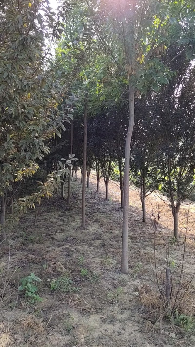 紫叶李