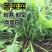 苦荬菜种子多年生牧草猪牛羊鸡鸭鹅苦麻菜苦麦菜苦买菜苦