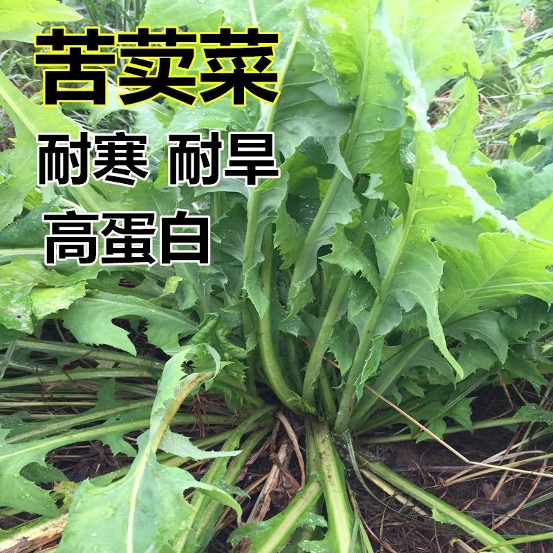 苦荬菜种子多年生牧草猪牛羊鸡鸭鹅苦麻菜苦麦菜苦买菜苦