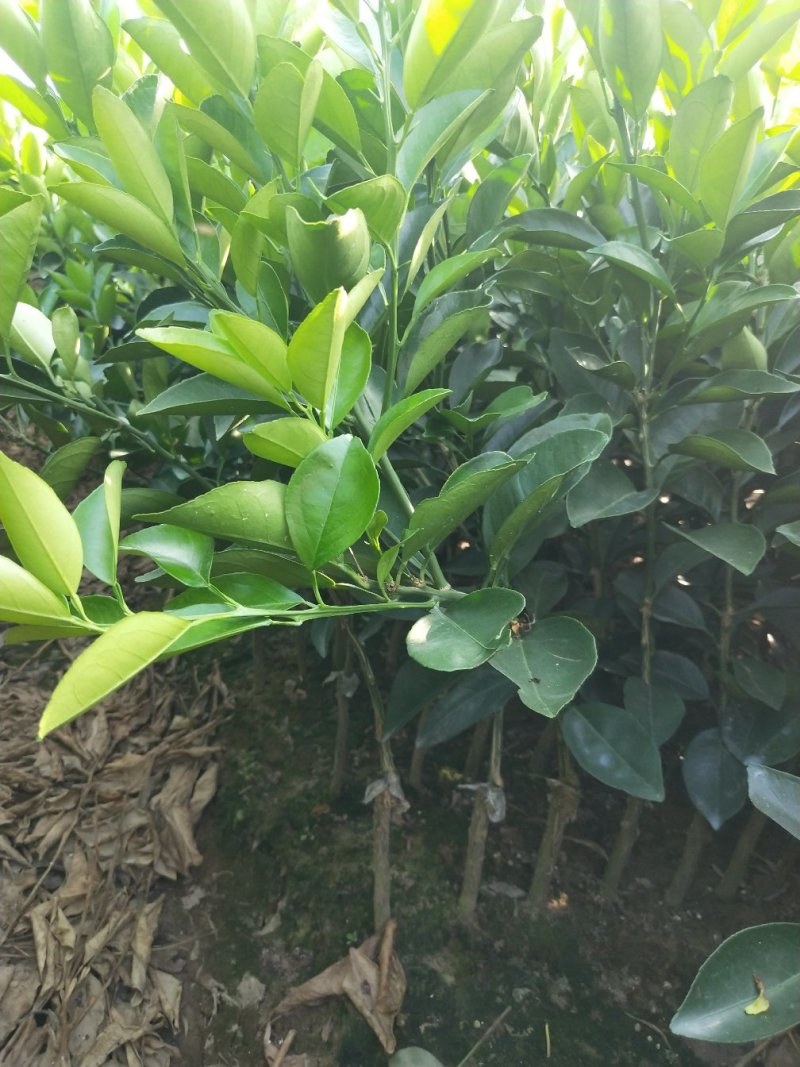 柑桔苗脐橙树苗批发纽荷尔脐橙无病无毒苗批发