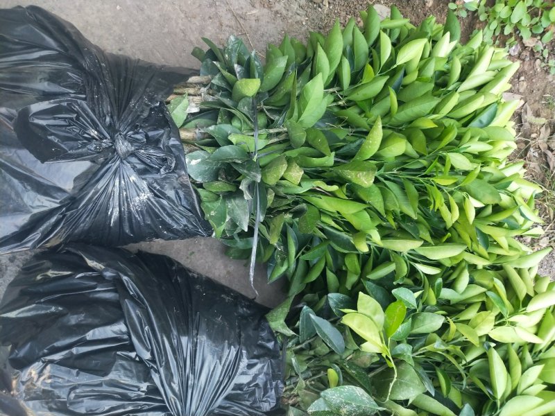 柑桔苗脐橙树苗批发纽荷尔脐橙无病无毒苗批发