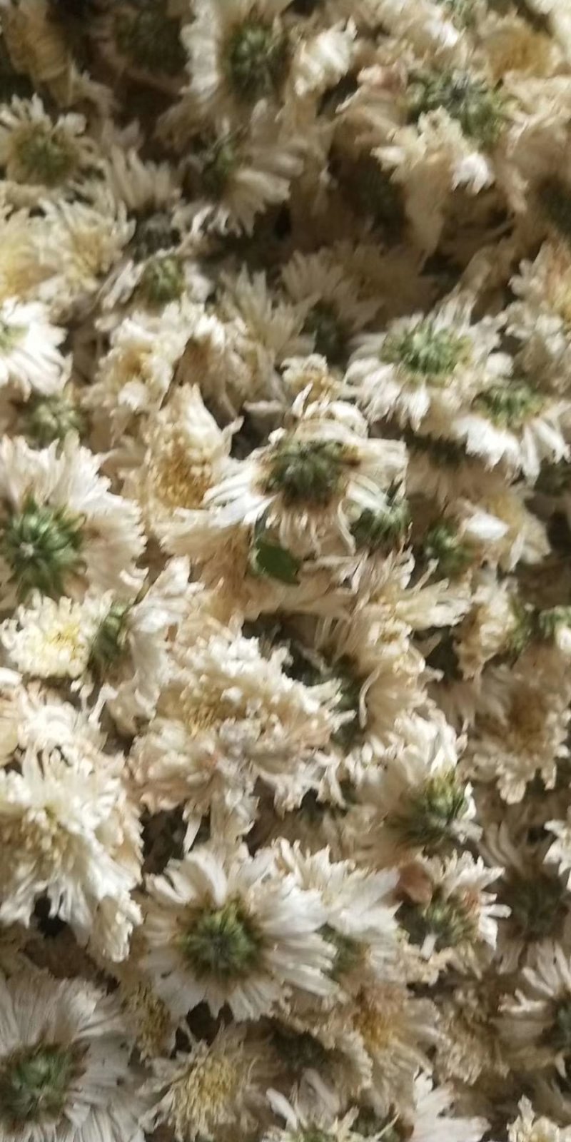 白菊花七月菊花大货一手货源