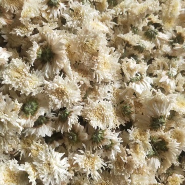 白菊花七月菊花大货一手货源