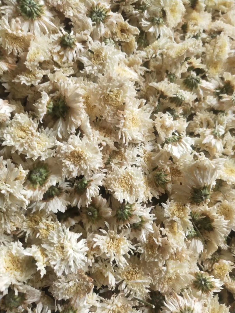 白菊花七月菊花大货一手货源