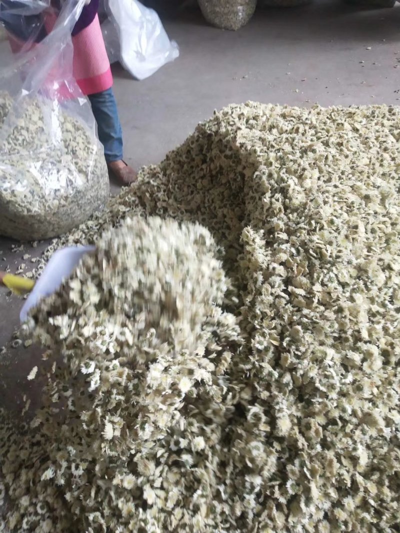 白菊花七月菊花大货一手货源