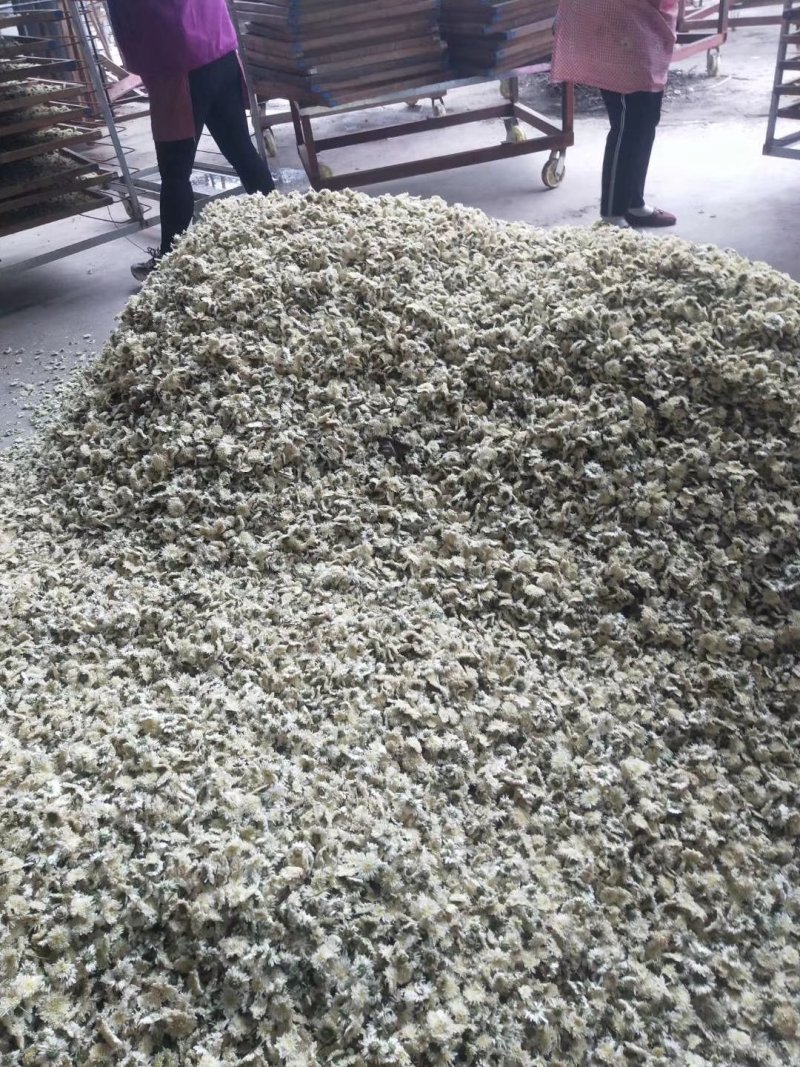 白菊花七月菊花大货一手货源
