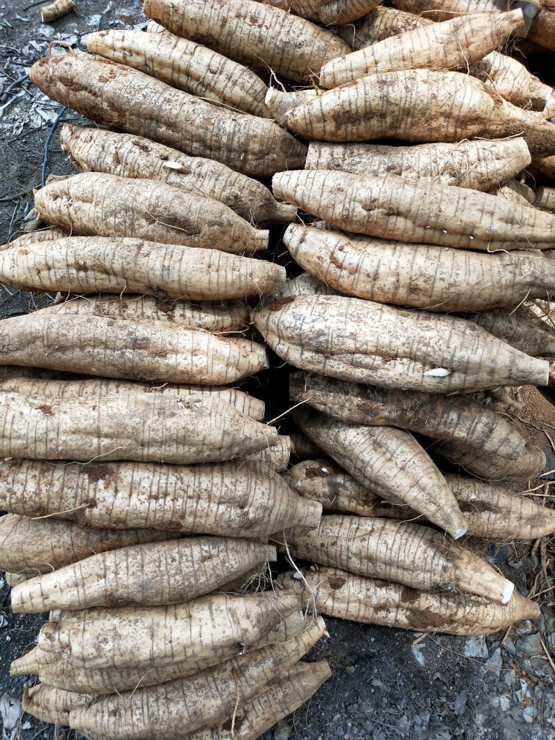 新鲜葛根，需要的请联糸