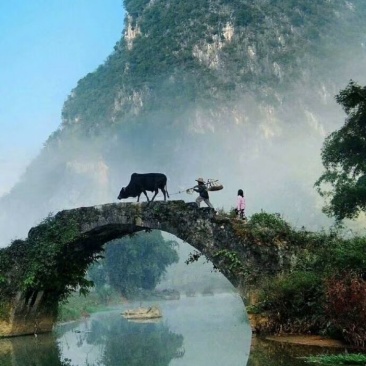 西府海棠苗