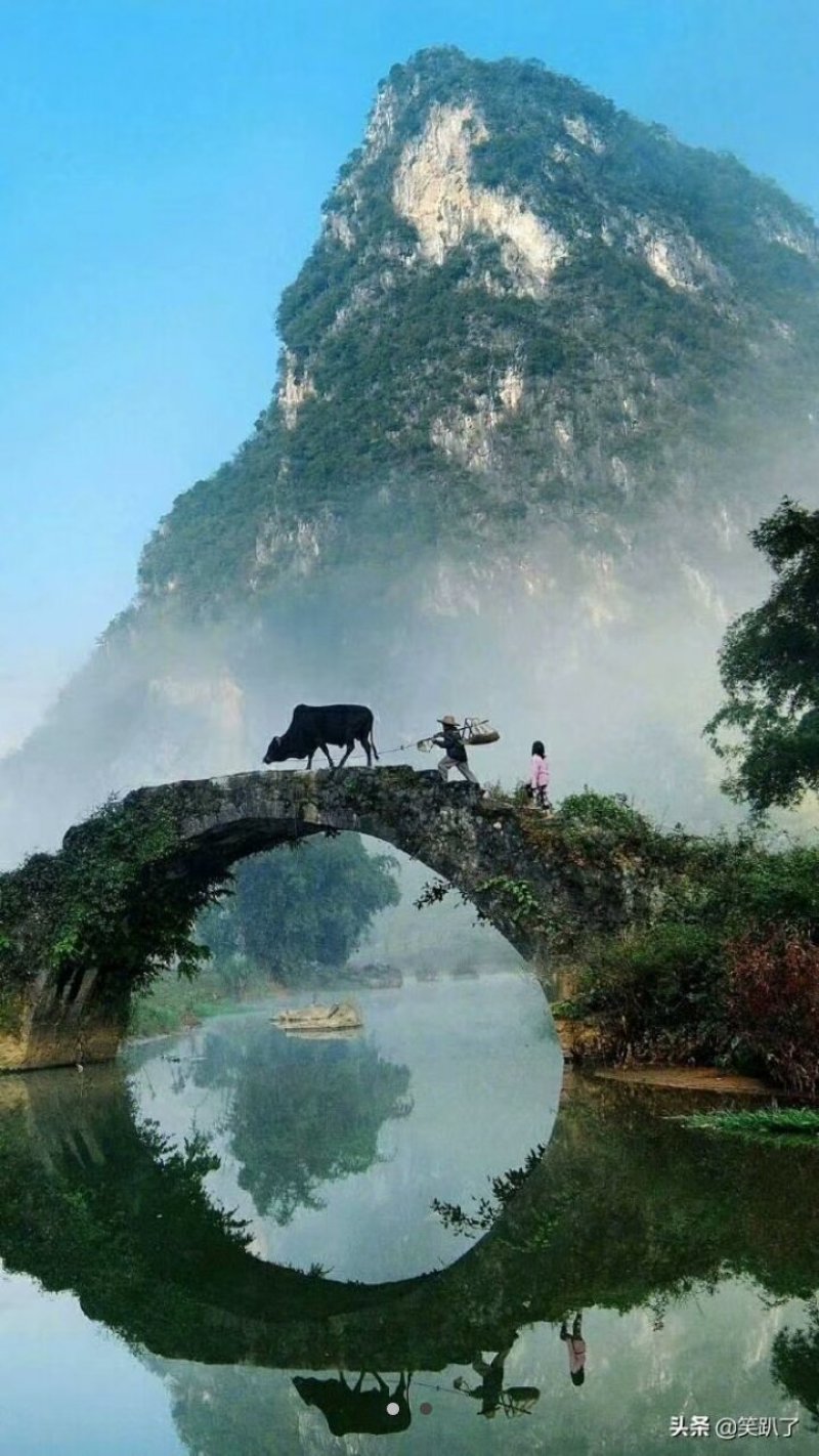 西府海棠苗