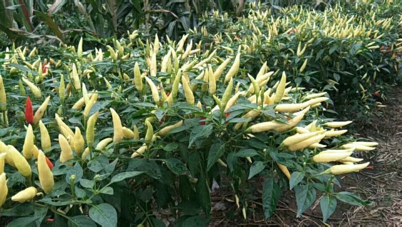 蔬菜