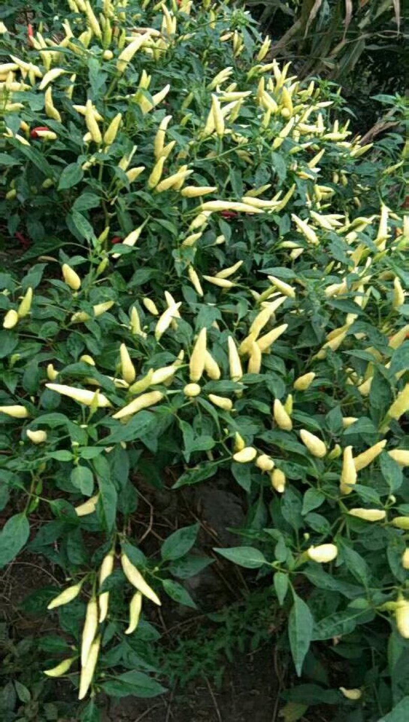 蔬菜