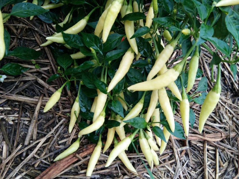蔬菜
